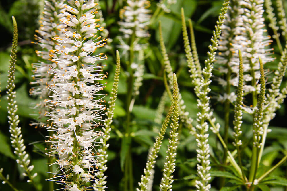 Veronica longifolia Vernique White