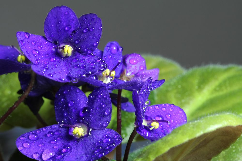 Caring for African Violet