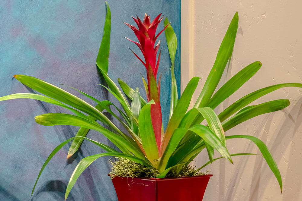 Bromeliads Care