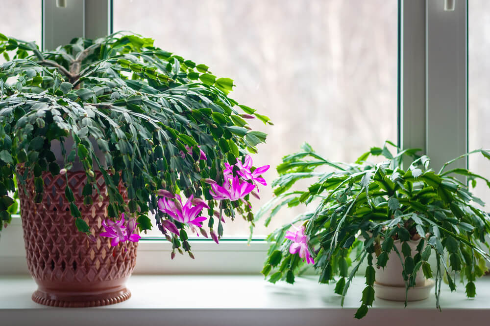 Types of Christmas Cactus