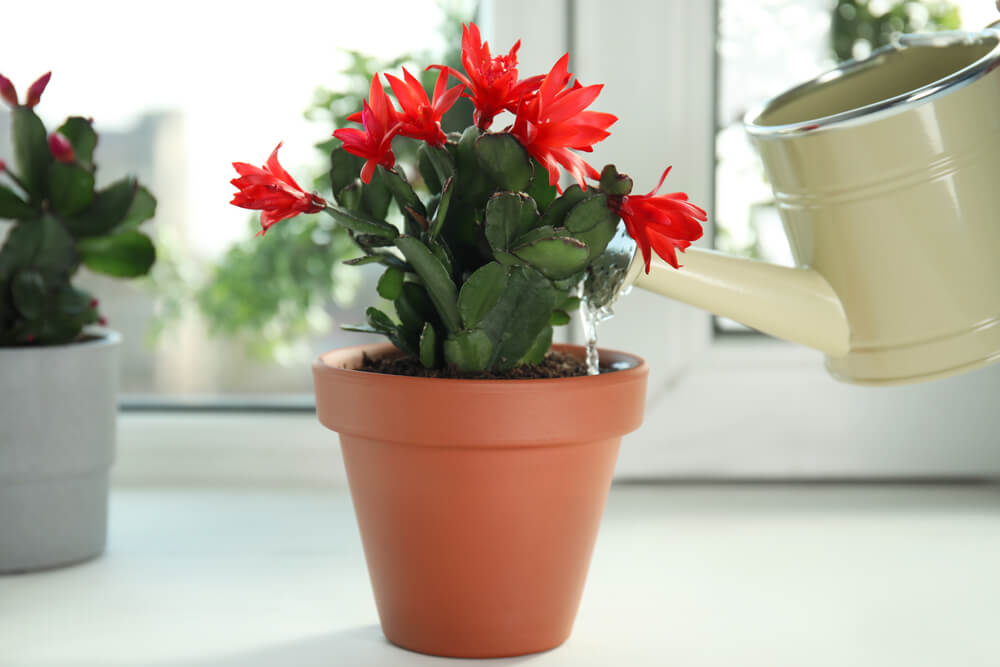 Water Techniques for Christmas Cactus