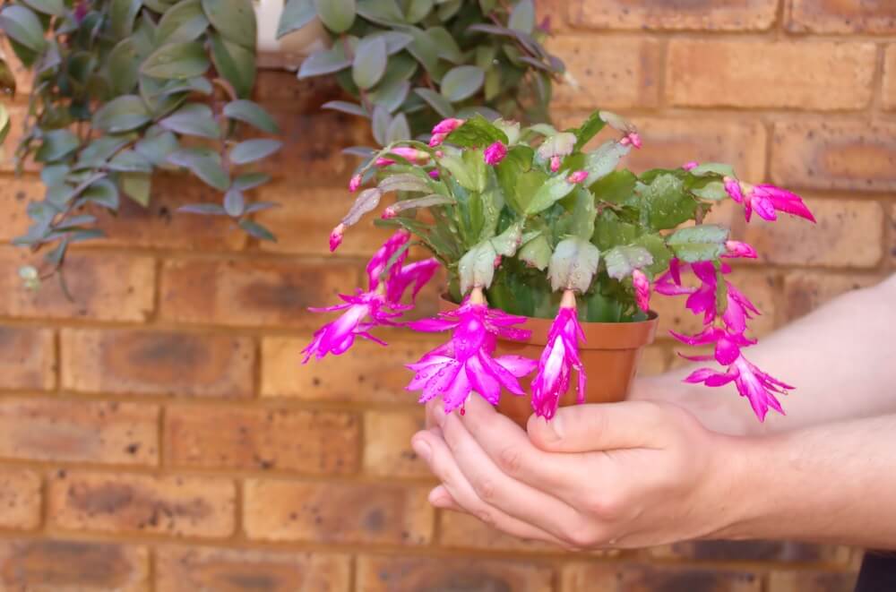 Christmas Cactus Blooming and Resting Periods
