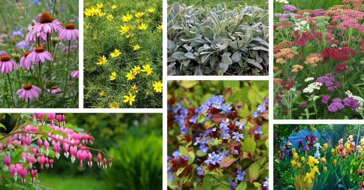 Featured image for 26 Deer-Resistant Perennials For Every Garden