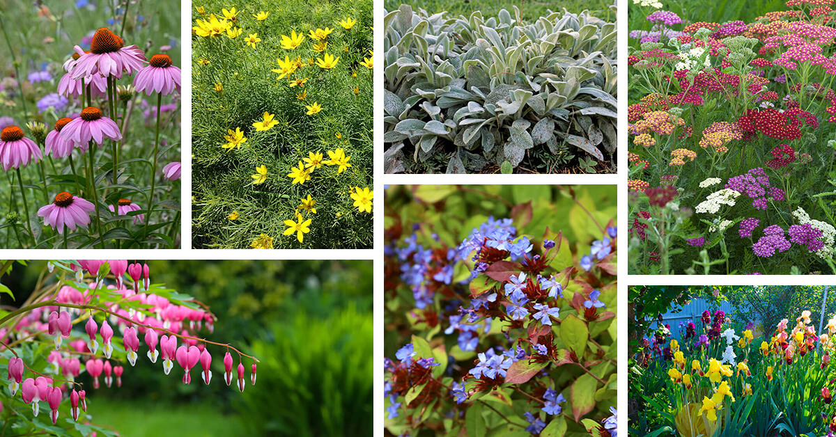Featured image for “26 Deer-Resistant Perennials For Every Garden”