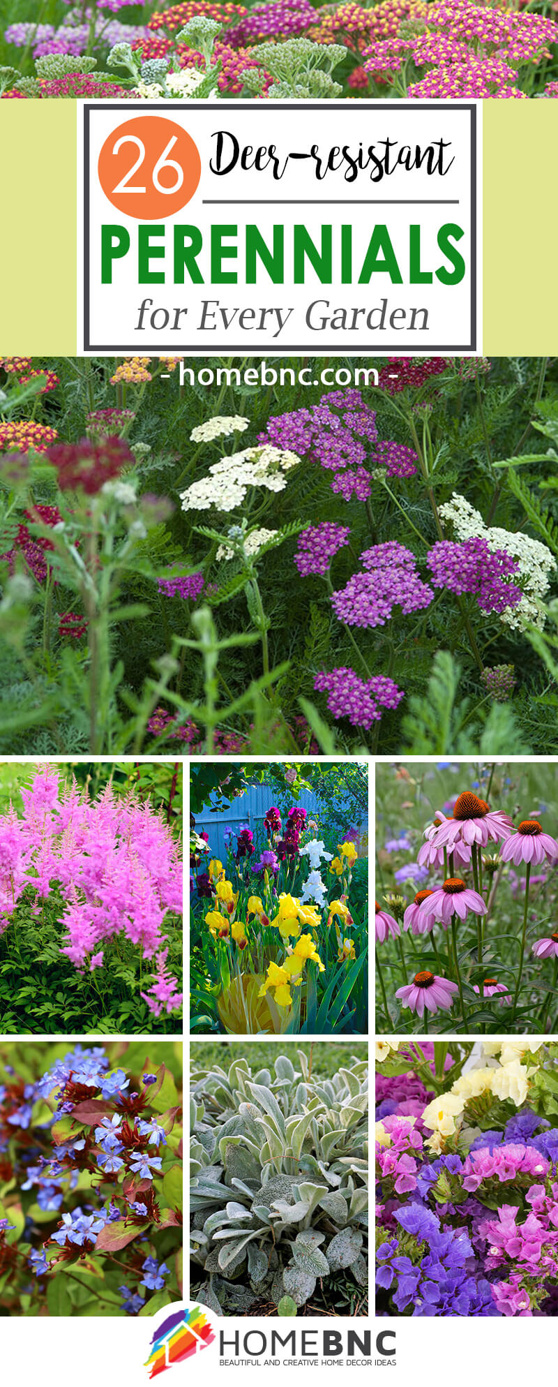 Deer-resistant perennials