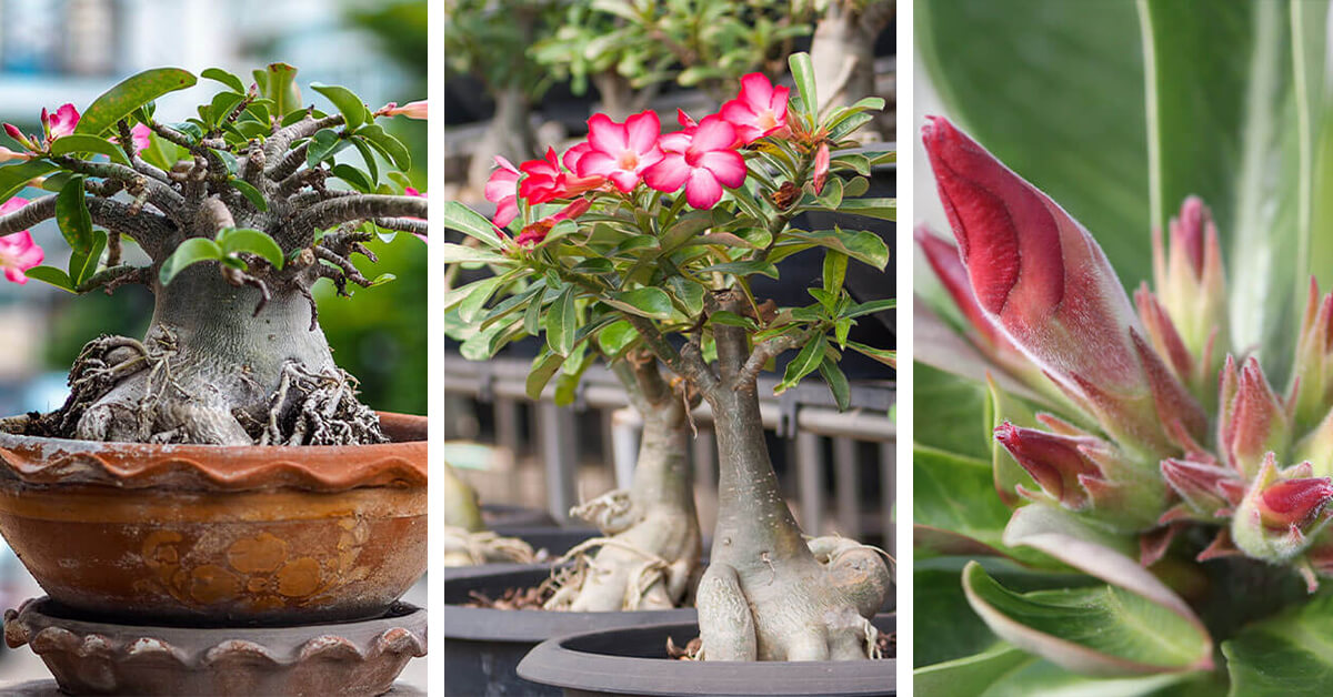 Featured image for “Desert Rose Care – How to Plant, Grow and Help Them Thrive”