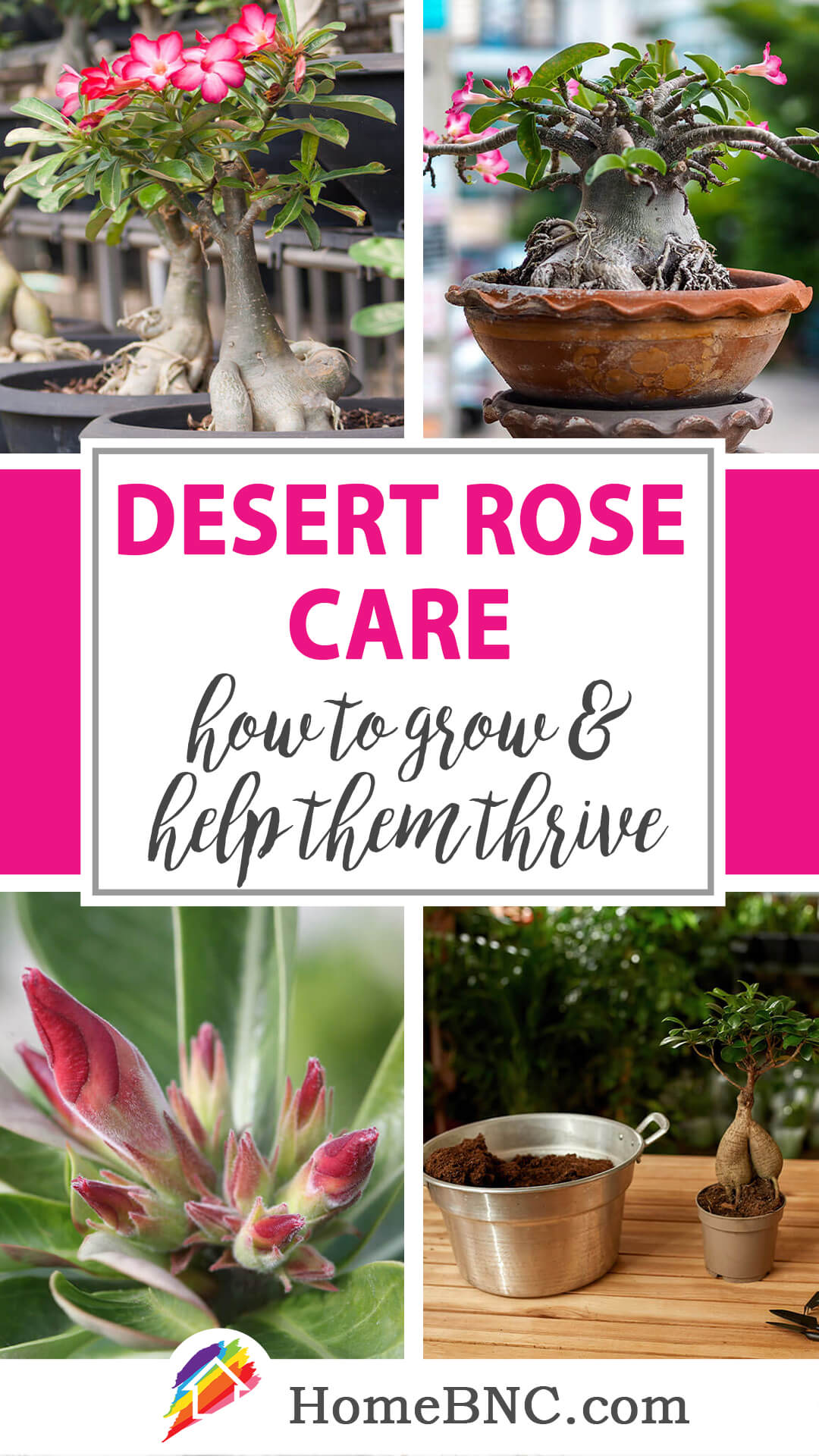 Desert rose care