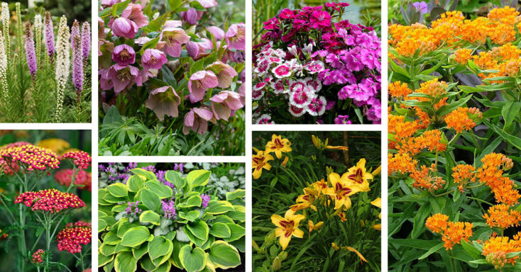 Featured image for 18 Easy to Grow Perennial Flowers for a Gorgeous Display