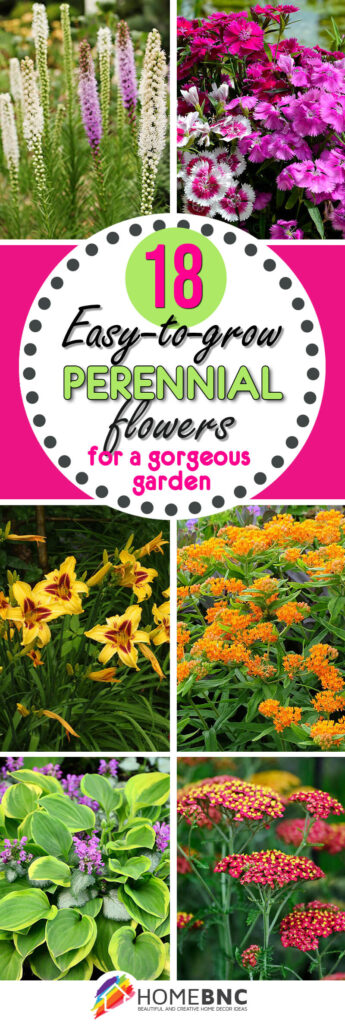 18 Easy to Grow Perennial Flowers for a Gorgeous Display