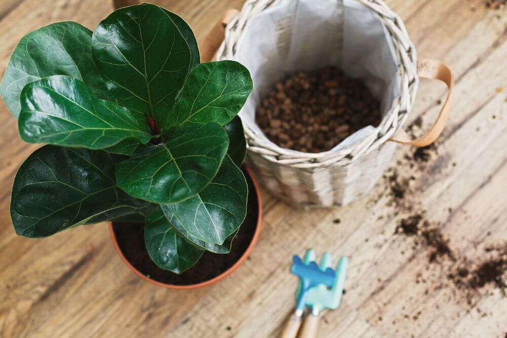 Repotting of Fiddle-Leaf Fig