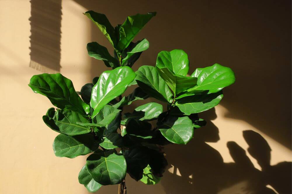 Common Pests and Plant Diseases of Fiddle-Leaf Figs