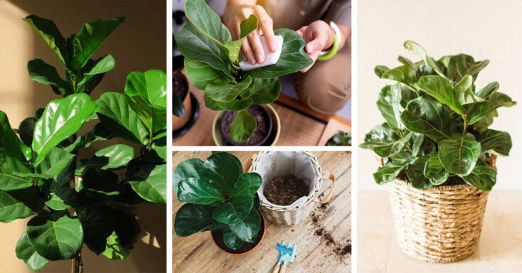 Featured image for Fiddle-Leaf Fig Care – How to Plant, Grow and Help Them Thrive