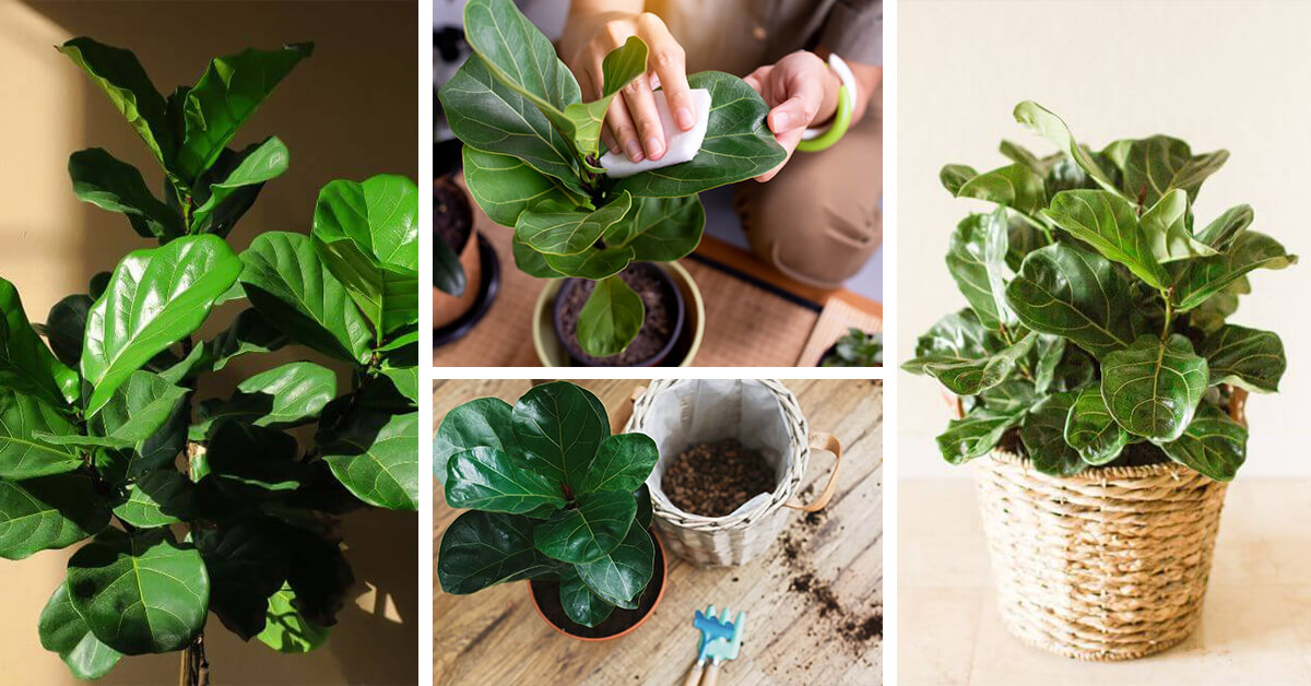 Featured image for “Fiddle-Leaf Fig Care – How to Plant, Grow and Help Them Thrive”