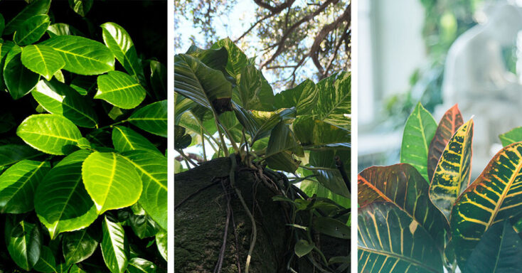 Featured image for Hawaiian Pothos Care – How to Plant, Grow and Help Them Thrive