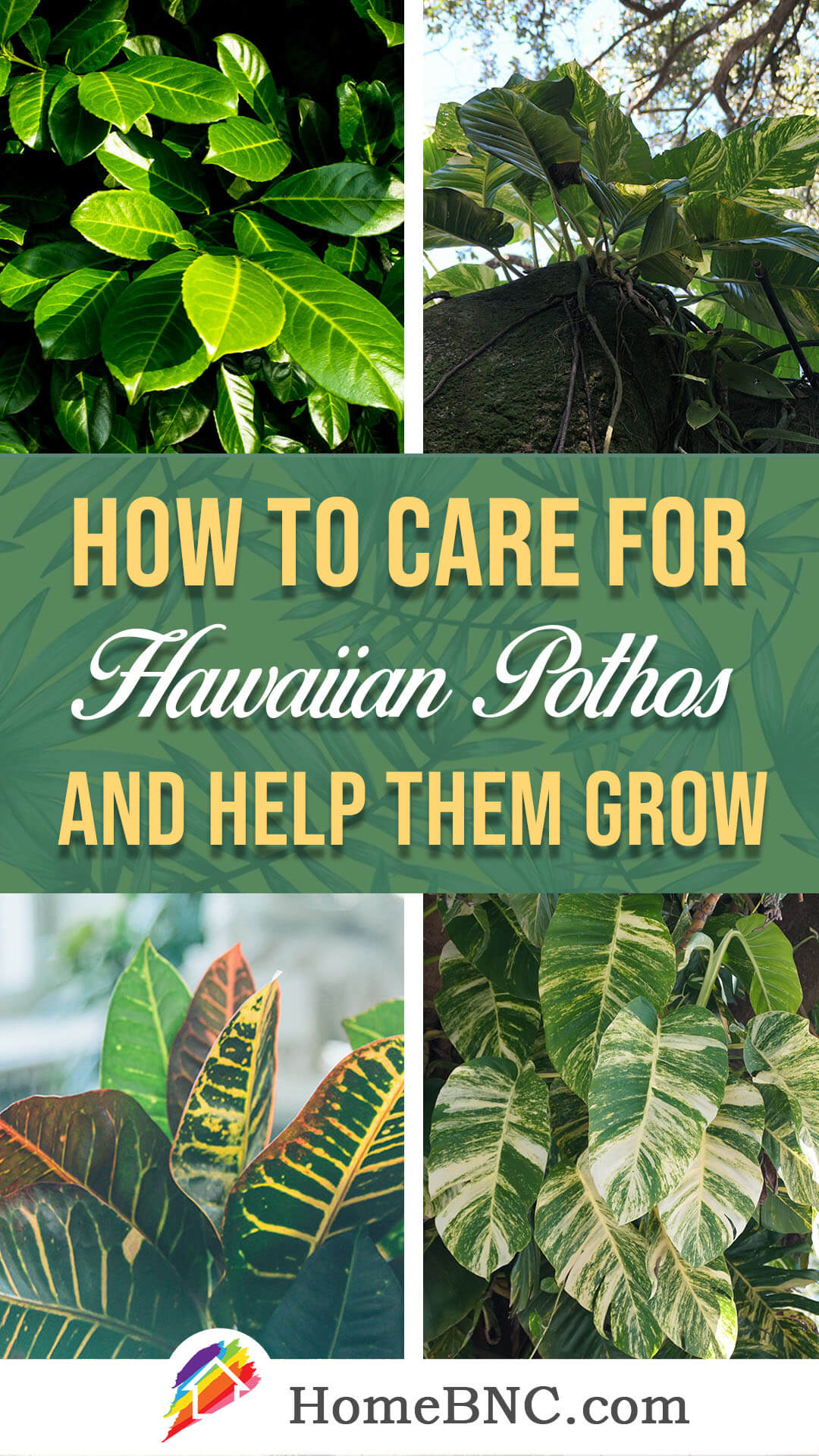 Hawaiian Pothos Care
