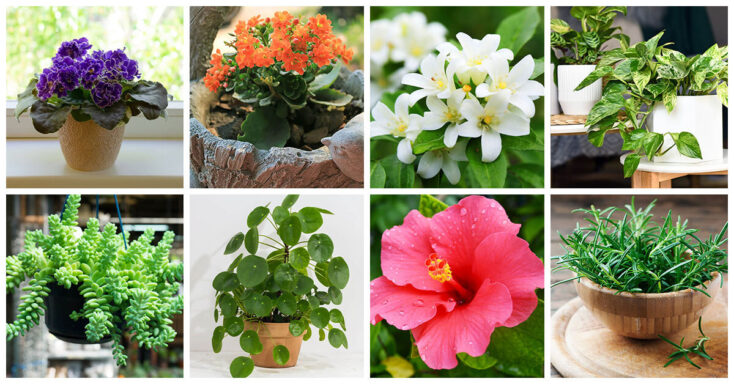 Featured image for 29 Houseplants for South-Facing Windows that Thrive in the Sun