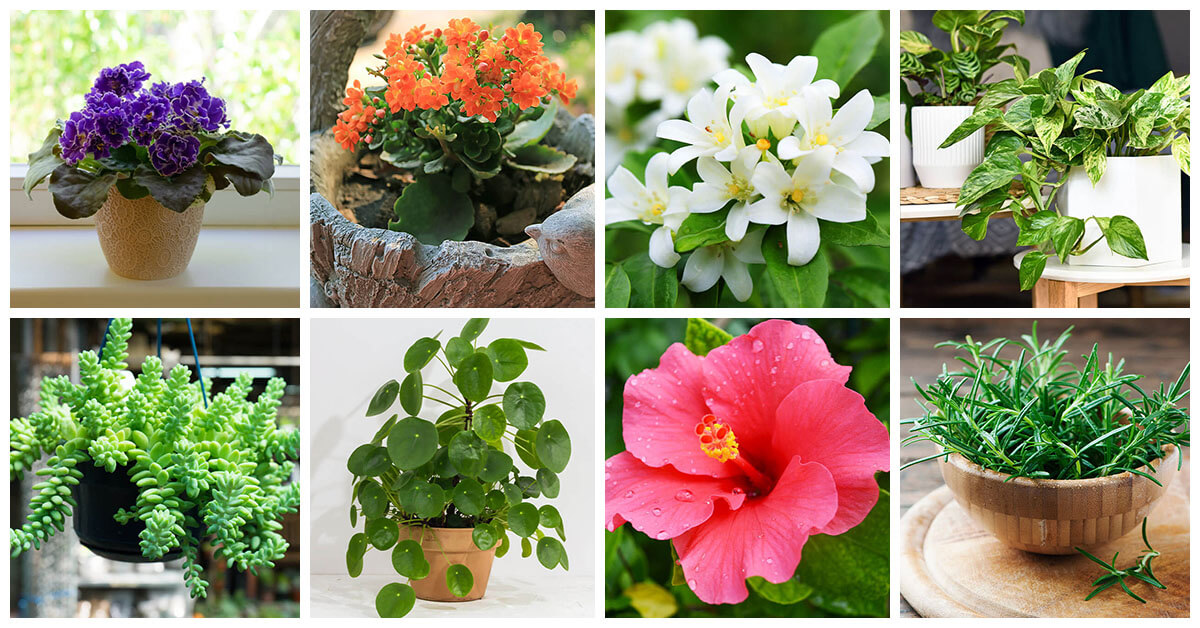 Featured image for “29 Houseplants for South-Facing Windows that Thrive in the Sun”