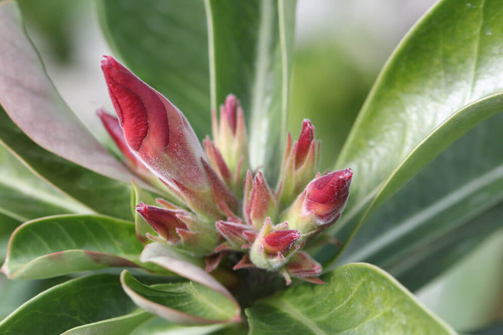 Desert Rose Pests and Diseases