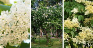 How to grow Japanese Lilac tree