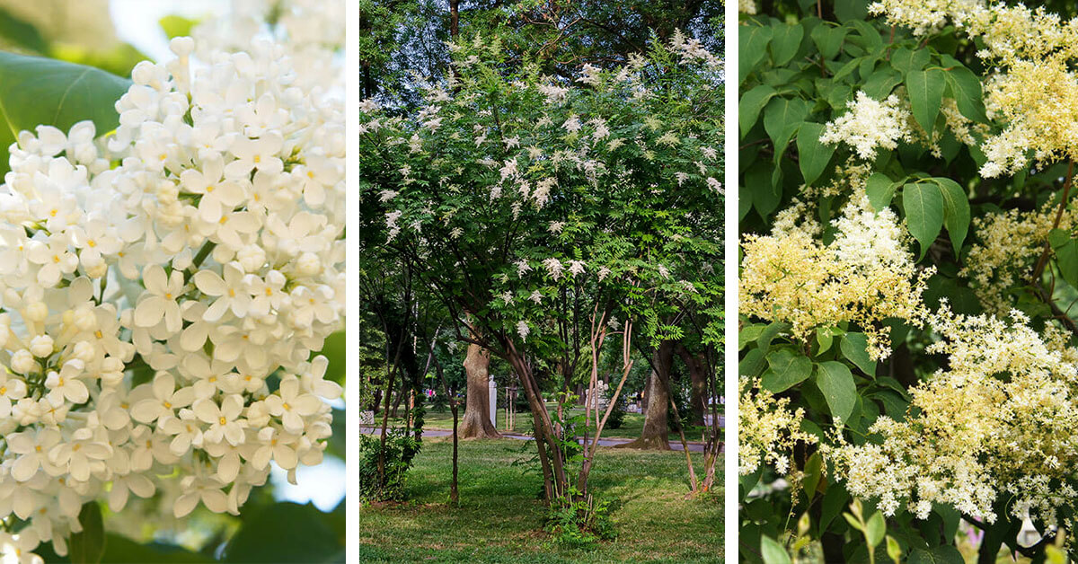 Featured image for “Japanese Lilac Tree Care – How to Plant, Grow and Help Them Thrive”