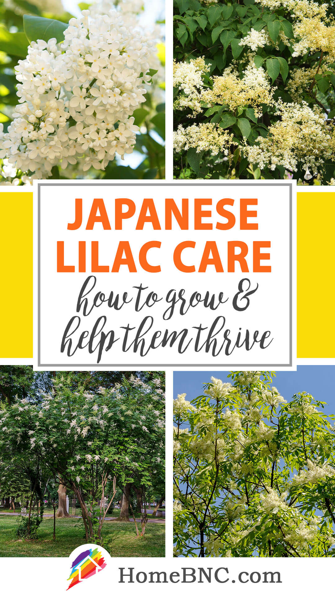 Japanese Lilac Tree Care