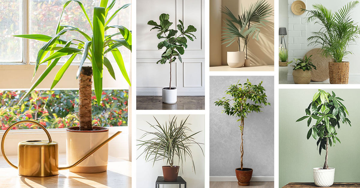 Featured image for “16 Low-Light Indoor Trees that will Thrive in the Absence of Sunlight”