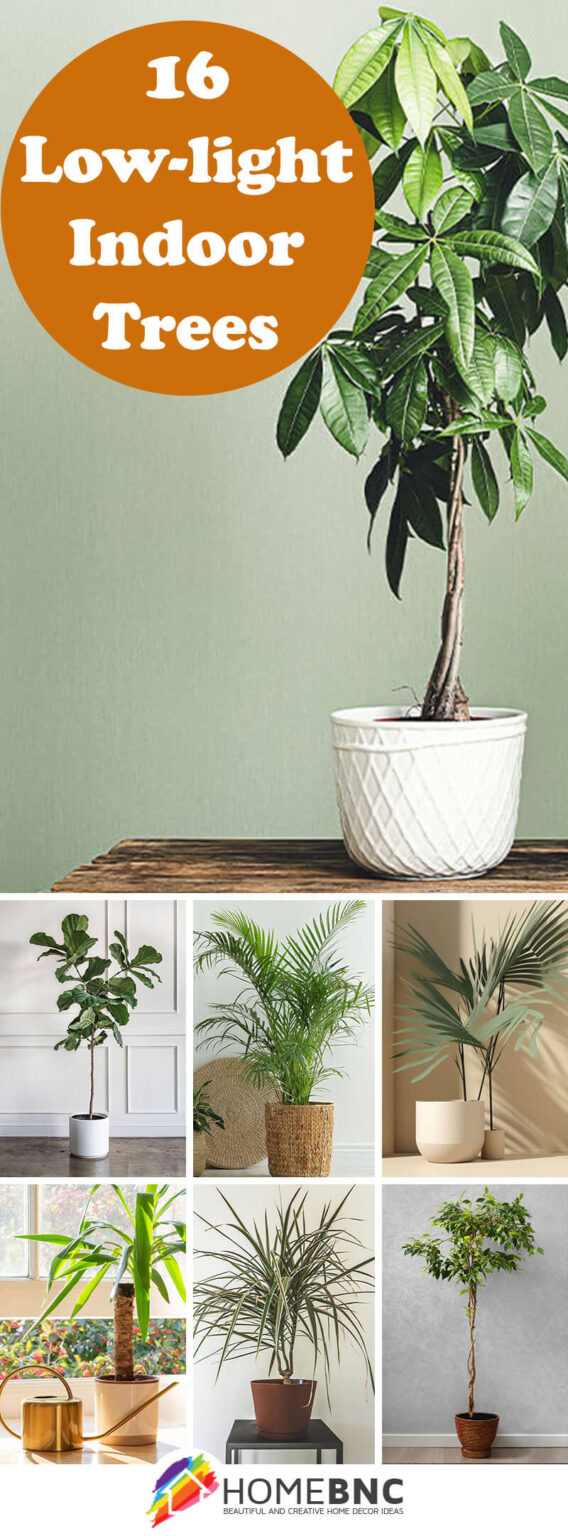 16 Low-Light Indoor Trees that will Thrive without Sunlight