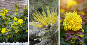 How to grow and care for Mahonia