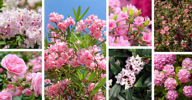 Featured image for 17 Types of Pink Flowering Shrubs with Spectacular Blooms