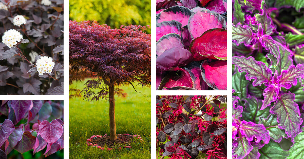 Featured image for “25 Majestic Types of Plants with Purple Leaves with a Royal Presence”