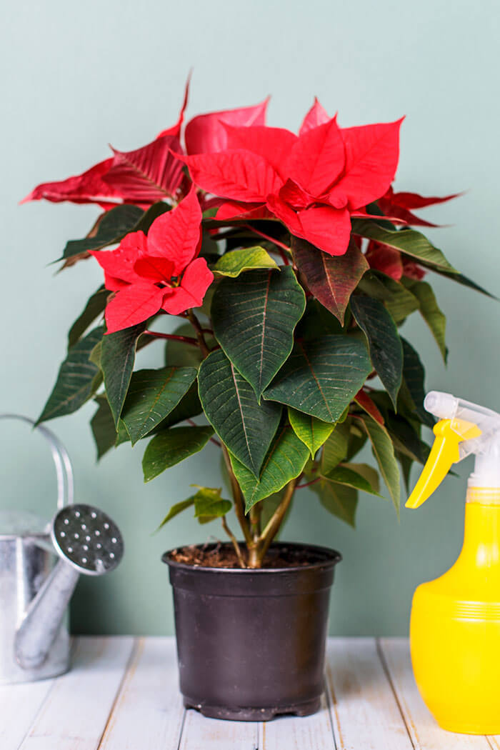 Watering Methods for Poinsettia