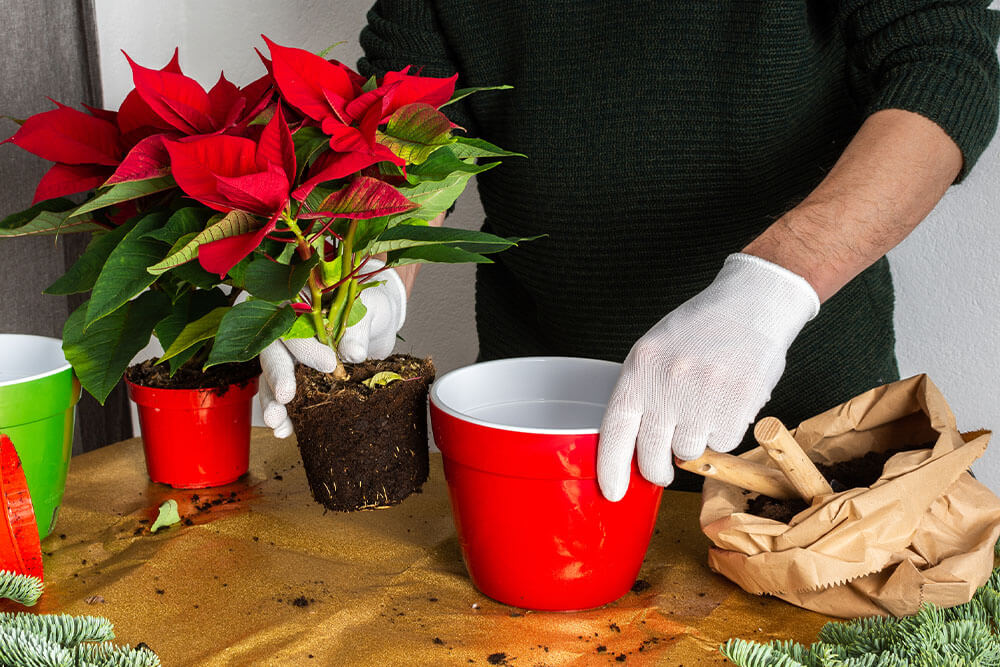 Poinsettia Potting and Repotting