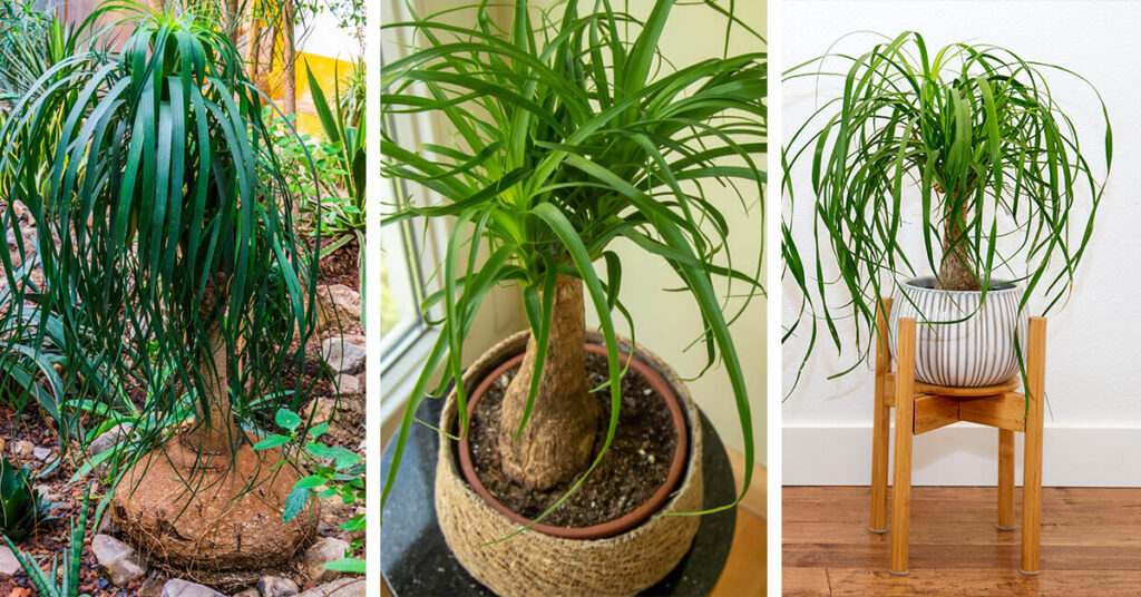 Ponytail palm care — Homebnc