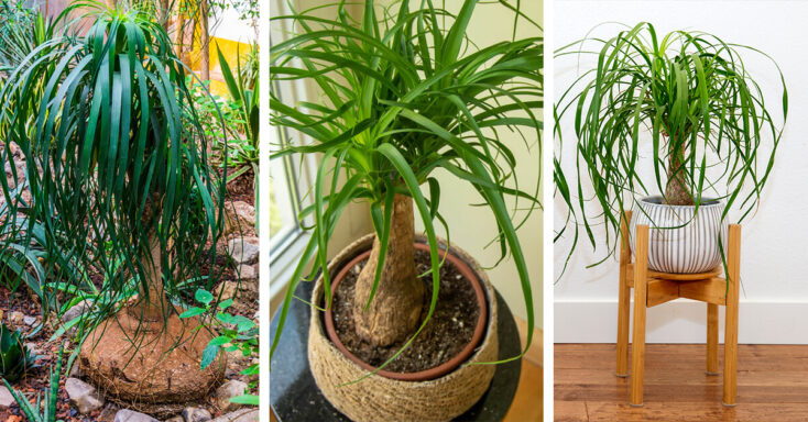Featured image for Ponytail Palm Care – How to Plant, Grow and Help Them Thrive