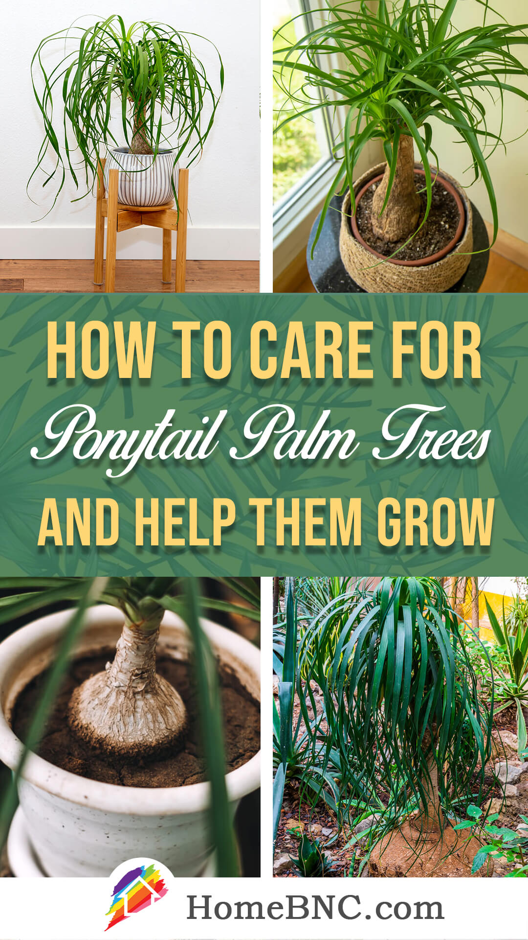 Ponytail palm care