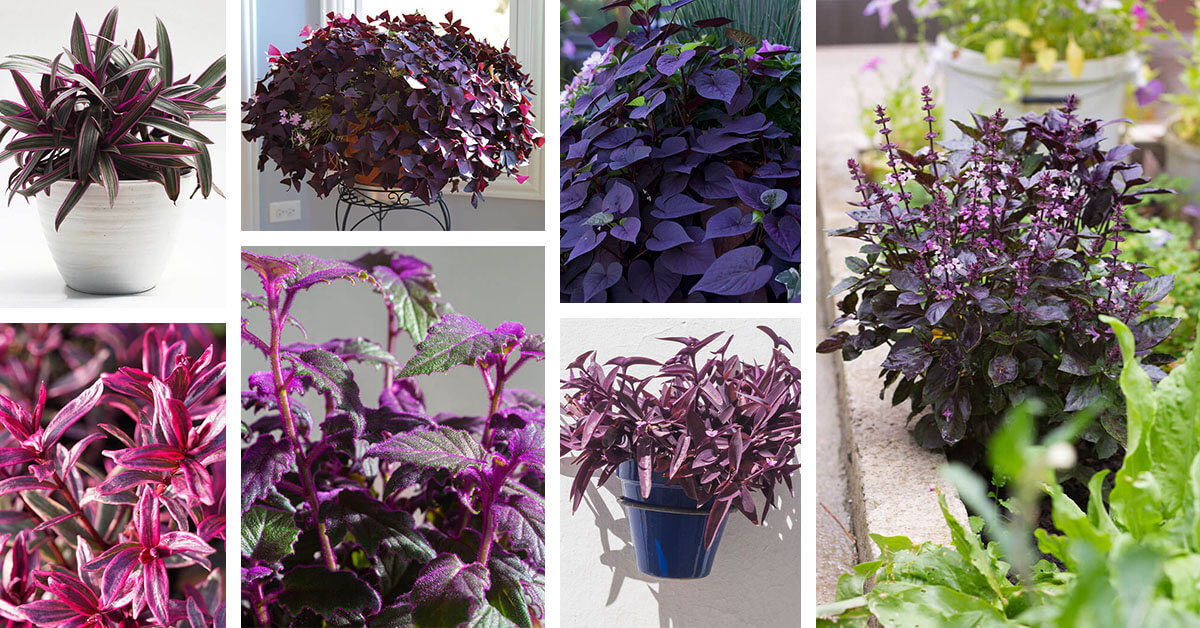 Featured image for “19 Purple Leaf Indoor Plants that Elevate Your Interior”