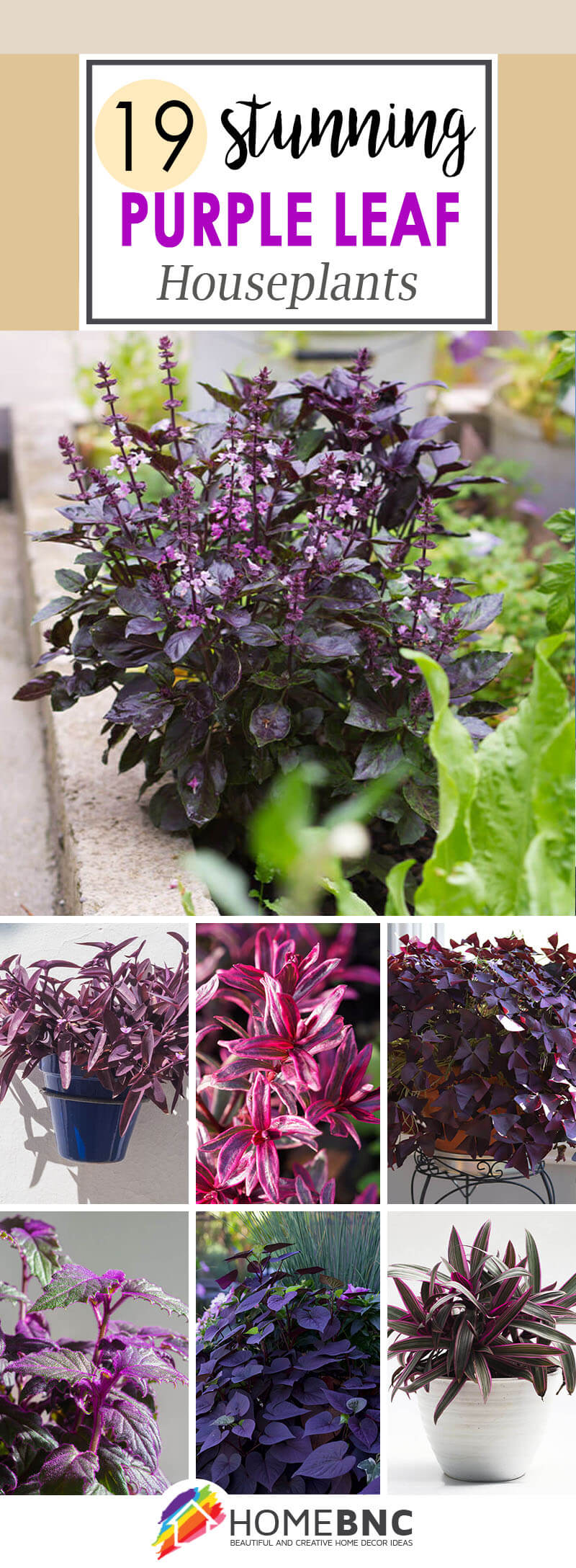 Purple Leaf Indoor Plants