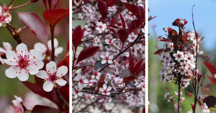 Featured image for Purple Leaf Sand Cherry Care – How to Plant, Grow and Help Them Thrive