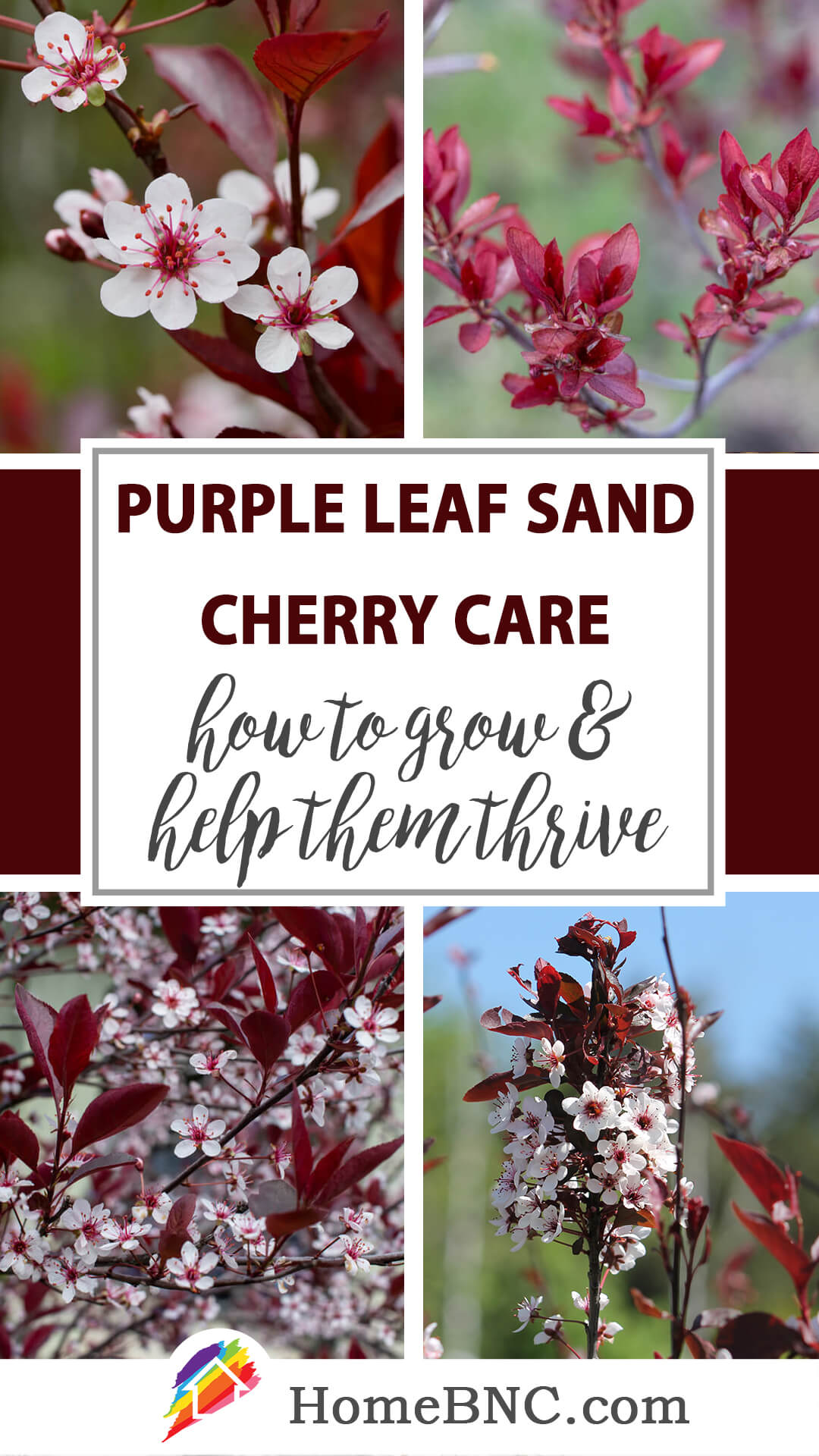 Purple leaf sand cherry care