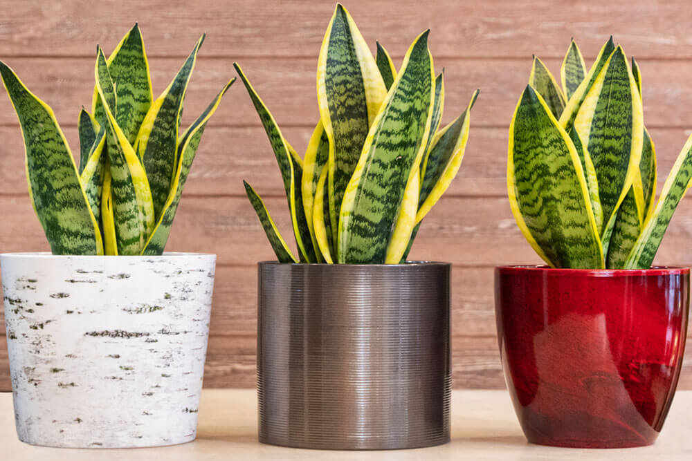 Common Snake Plant Problems