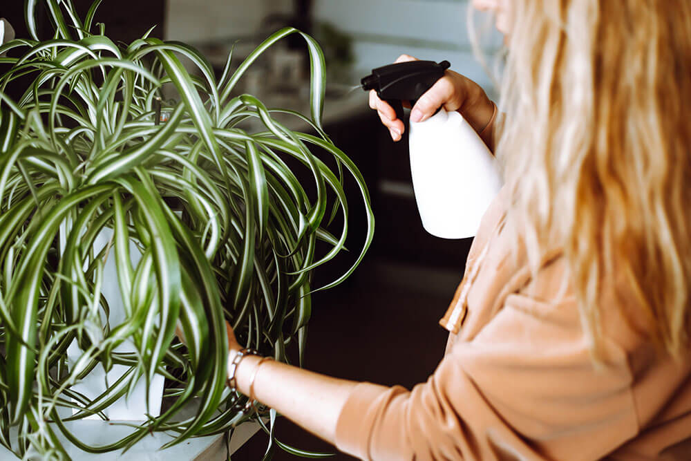 Growing Spider Plants