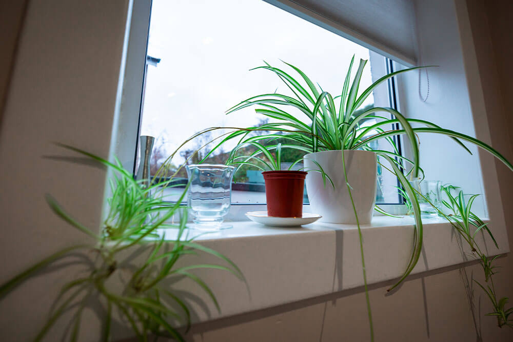 Spider Plants in Feng Shui