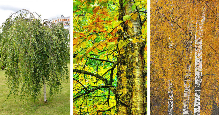Featured image for 11 Delightful Types of Birch Trees with Profound Natural Beauty