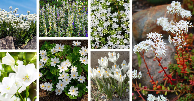 Featured image for 20 Beautiful Types of White Flower Ground Cover Plants that Spread Quickly