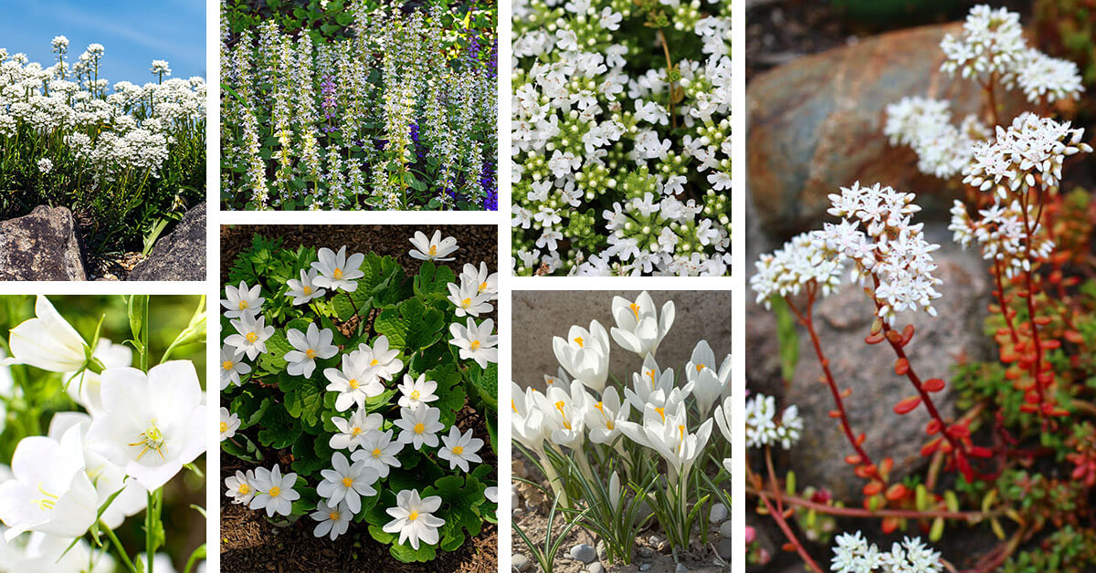 Featured image for “20 Beautiful Types of White Flower Ground Cover Plants that Spread Quickly”
