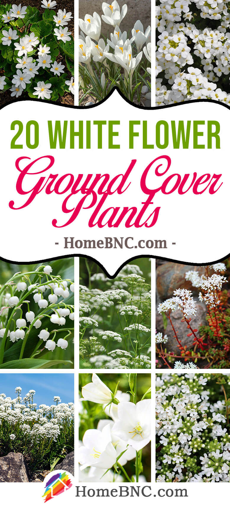 White Flower Ground Cover Plants