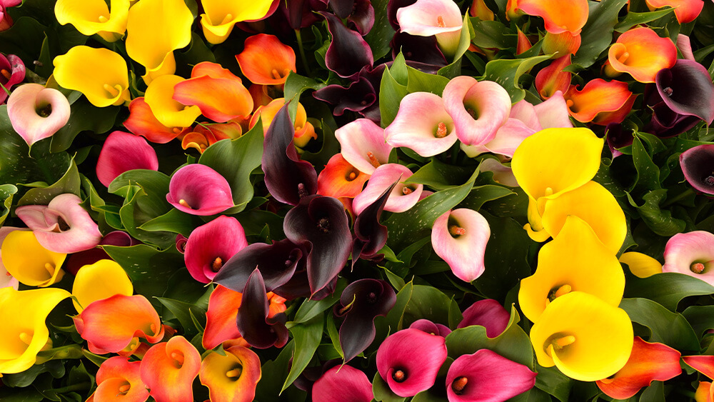 Calla Lily Common Pests and Plant Diseases