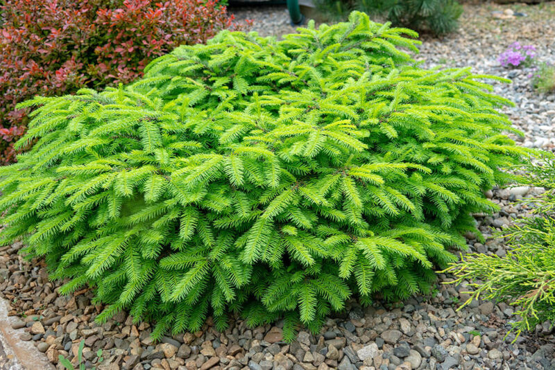 14-types-of-spruce-trees-to-add-structure-to-your-landscape