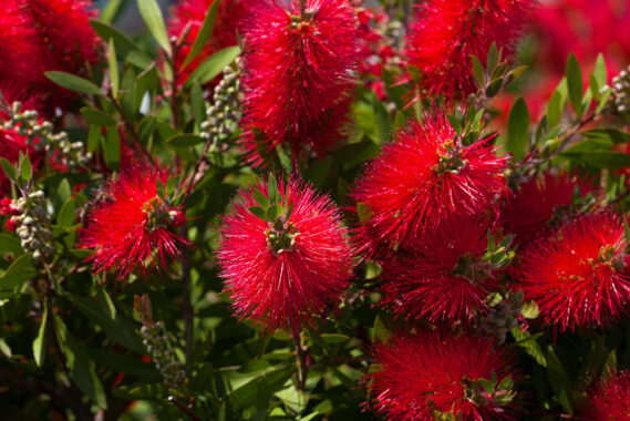 15 Eye-Catching Front Door Plants that Boost Curb Appeal