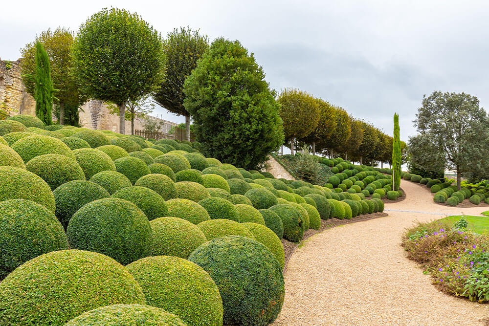 Buxus sempervirens